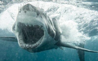 MASSIVE GREAT WHITE SHARK CHOMPS DOWN ON CHUM BAG AS COUPLE WATCHES