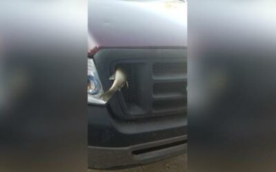 MAN HITS A BASS WHILE DRIVING DOWN THE HIGHWAY, CATCHES IT IN HIS GRILL