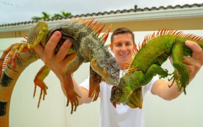 How To Cook Iguana Two Ways For Dinner Tonight