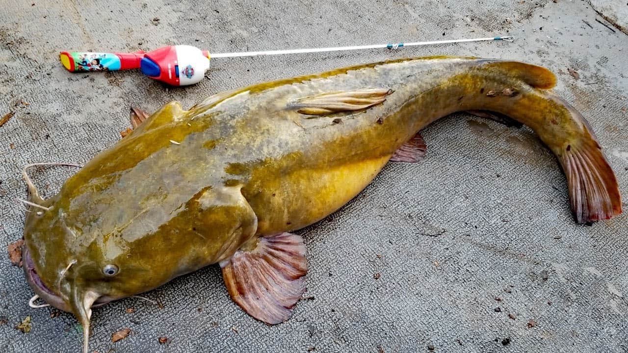 Watch This Tiny Fishing Rod Catch A Gigantic Fish - NextCatch Fishing