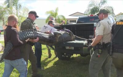 Alligator Kills 85-Year-Old Florida Woman As She Walked Her Dog